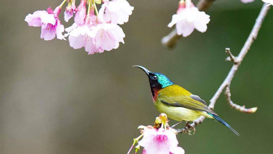 櫻花叢中鳥(niǎo)翻飛