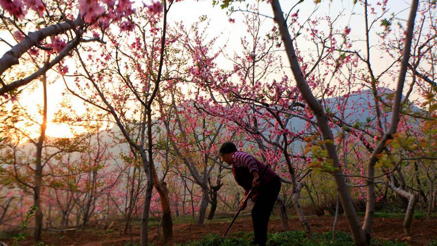 清明到 農(nóng)事忙