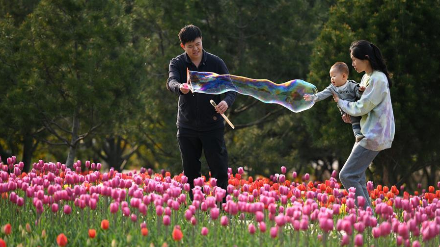 春花爛漫時(shí)