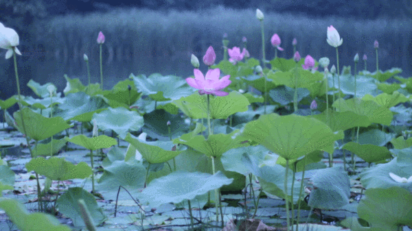 暴雨預警三縣齊發！雄安這場雨要下到什么時候？