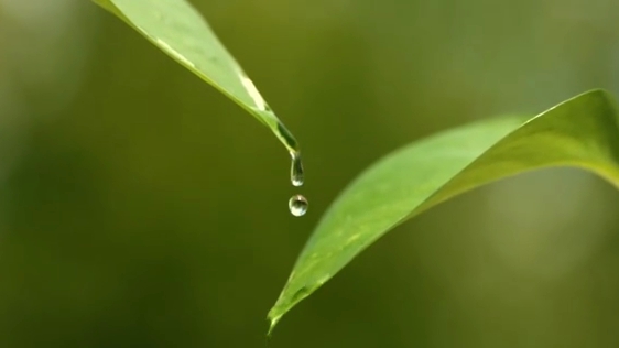 白露丨秋意濃，天涼莫忘添衣