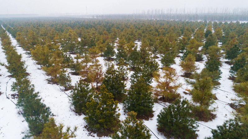 冬日雄安，動(dòng)人雪景美如畫