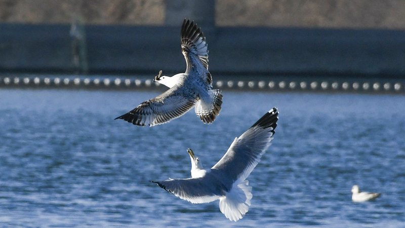 藍(lán)天水鳥(niǎo)舞當(dāng)空