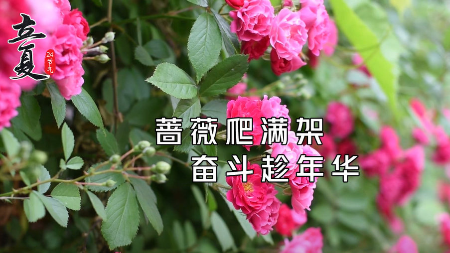 立夏：薔薇爬滿架 奮斗趁年華