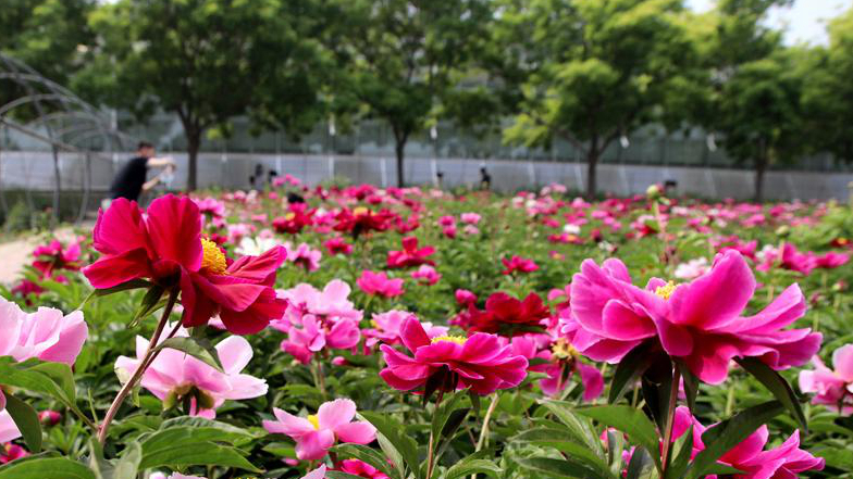 河北柏鄉：芍藥接力牡丹 芳香四溢花正艷