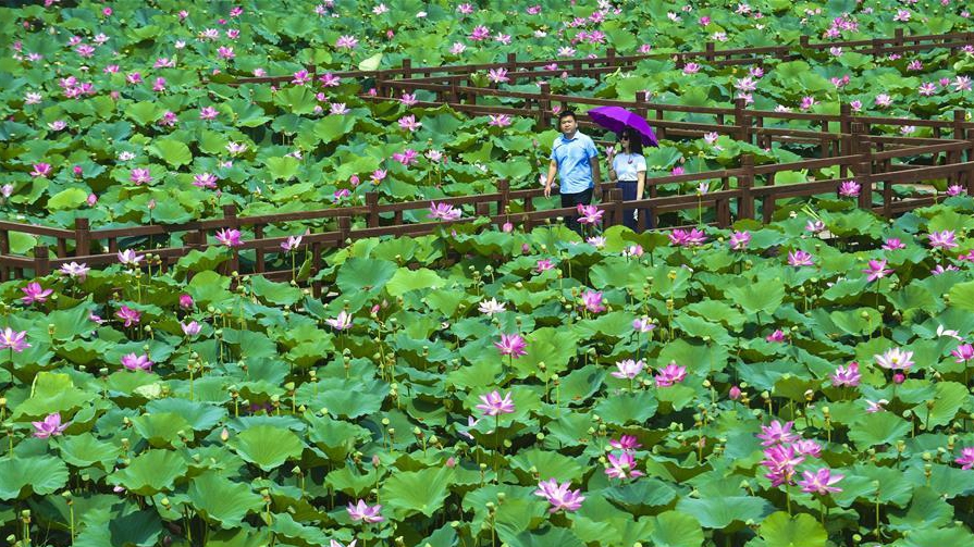 河北香河：荷花盛開樂游人