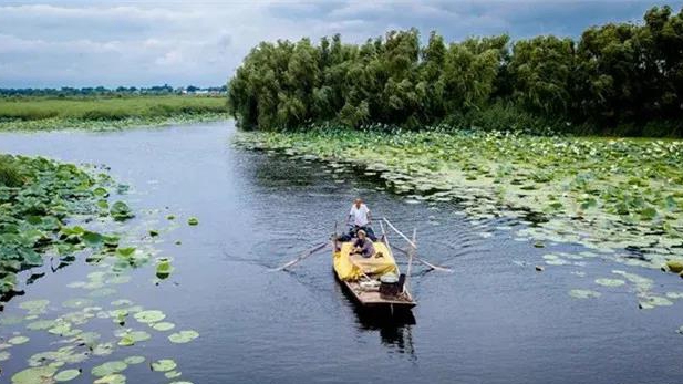 穿蘆葦、賞荷花、泛舟捕魚……帶你“云”游白洋淀