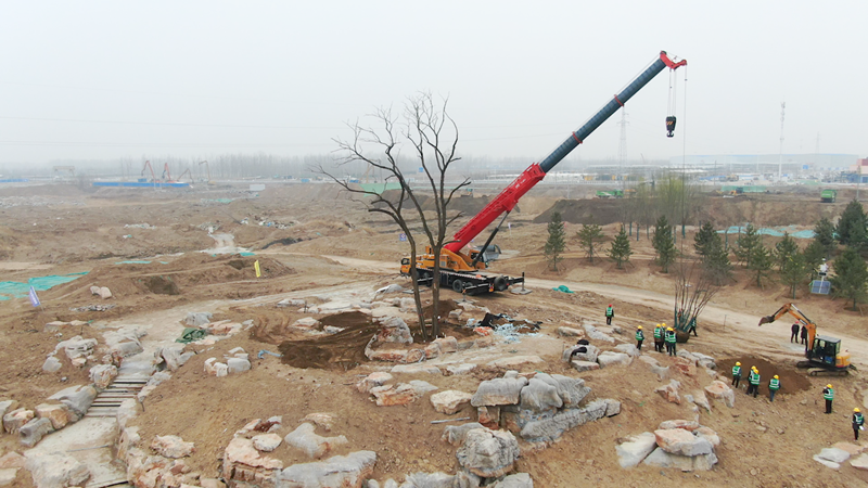 視頻丨留住百姓的情感記憶 雄安鄉愁樹移栽進公園