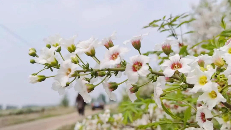 美！“千花一果”的文冠果花海來襲