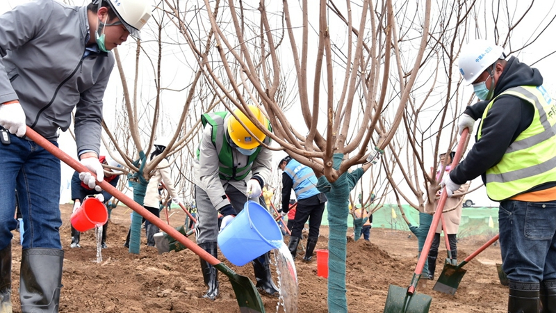 河北雄安新區添新綠 共植一園春