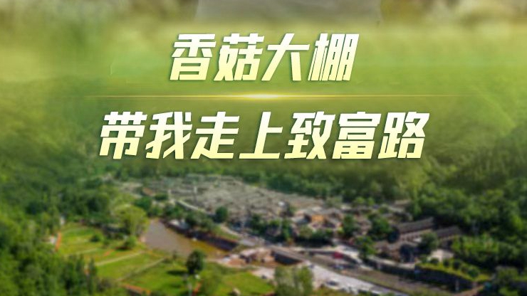 【Vlog丨向總書記報(bào)告】香菇大棚帶我走上致富路！