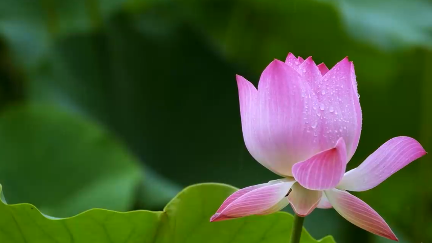 夏至丨你聽，這是盛夏的聲音！