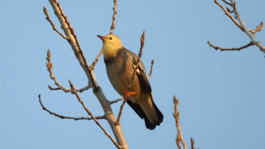 “華北明珠”白洋淀野生鳥類種類達(dá)到242種