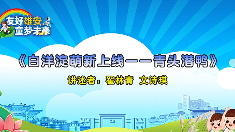 故事賞析丨白洋淀萌新上線——青頭潛鴨