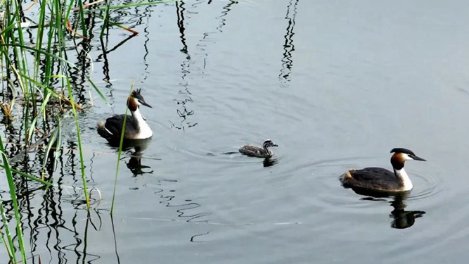 家鄉(xiāng)雄安丨白洋淀鳳頭鸊鷉帶“娃”出游