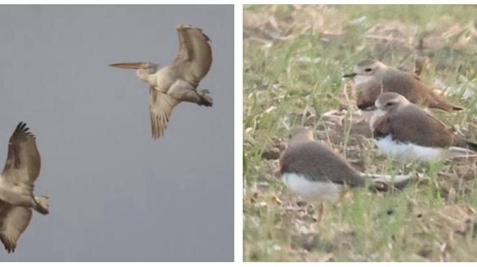 雄安新區新發現兩種鳥類！至此，白洋淀野生鳥類增加至254種