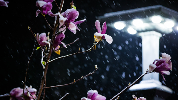 清明時節 雄安春雪