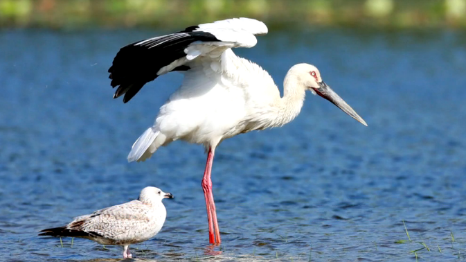 【視頻】白洋淀鳥類種類增加到203種